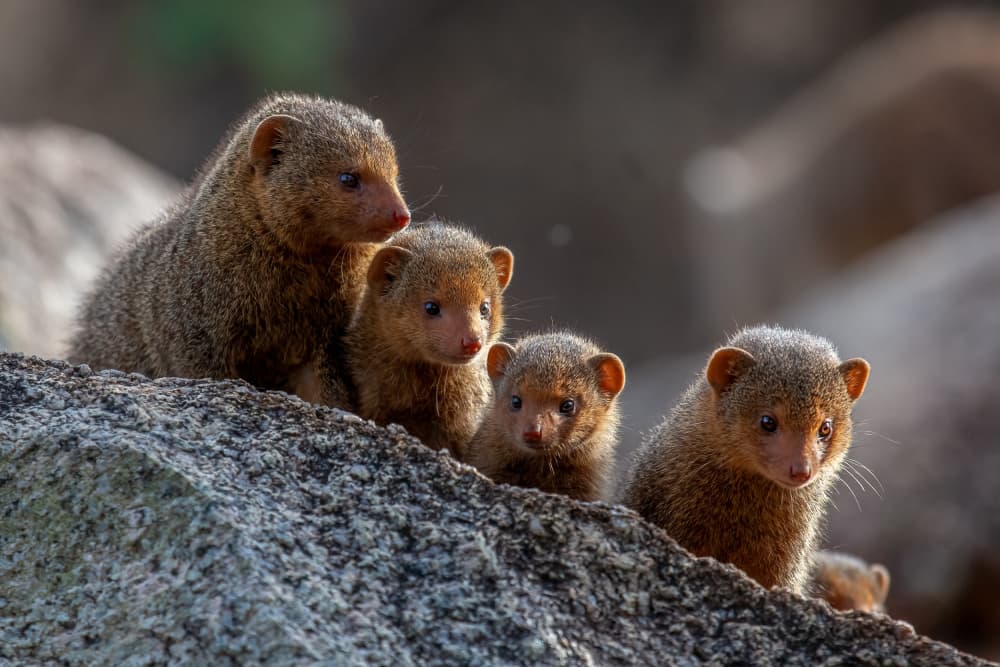 Wild Mongoose Family by Alessandro Catta — canvas wall art