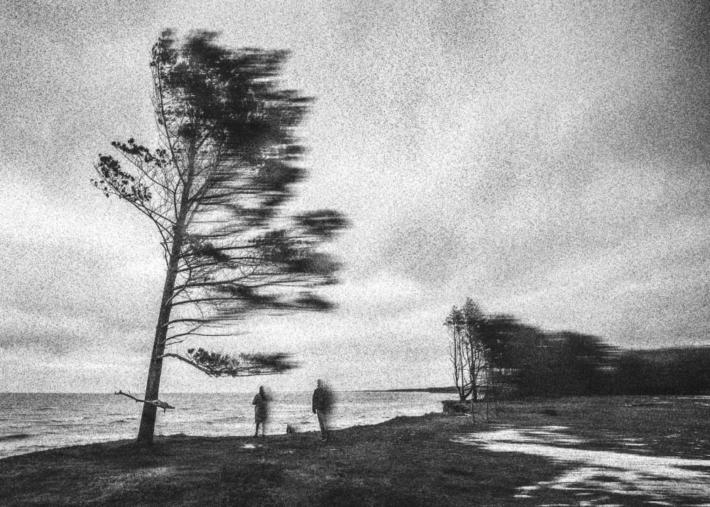 Windswept Coastal Pine by Normunds Kaprano — canvas wall art