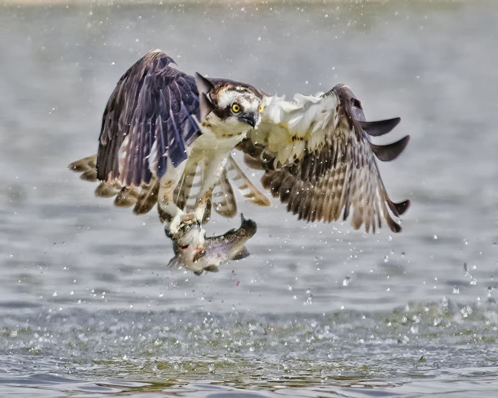Osprey Fish Catch by Andrew J. Lee — canvas wall art