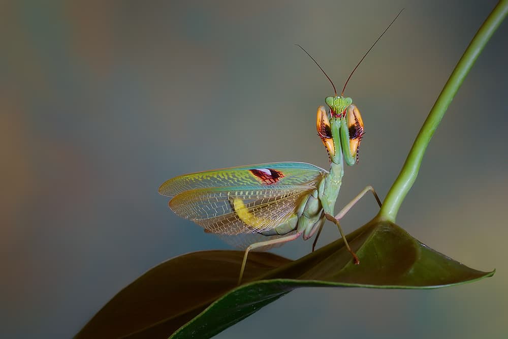 Curious Praying Mantis by Jimmy Hoffman — canvas wall art