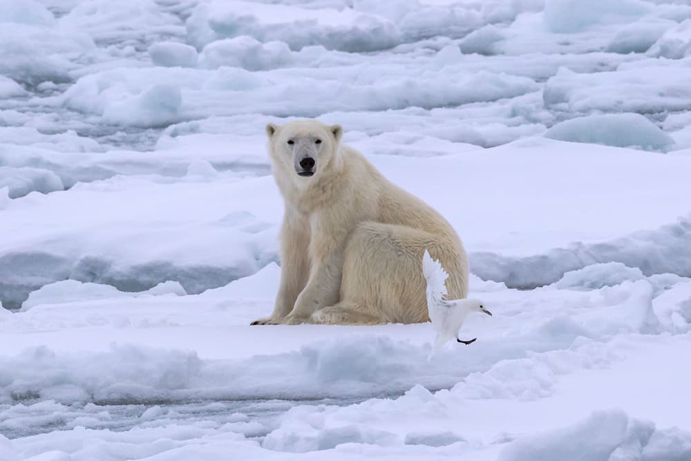 Arctic Polar Bear Calm by Siyu_Wei APA — canvas wall art
