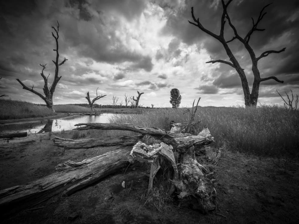 Desolate Trees Stormy Sky by Allan Li wp — canvas wall art