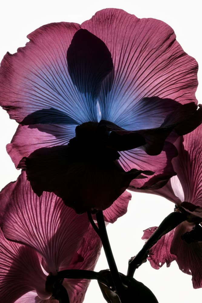 Backlit Orchid Beauty by Minorstep — canvas wall art