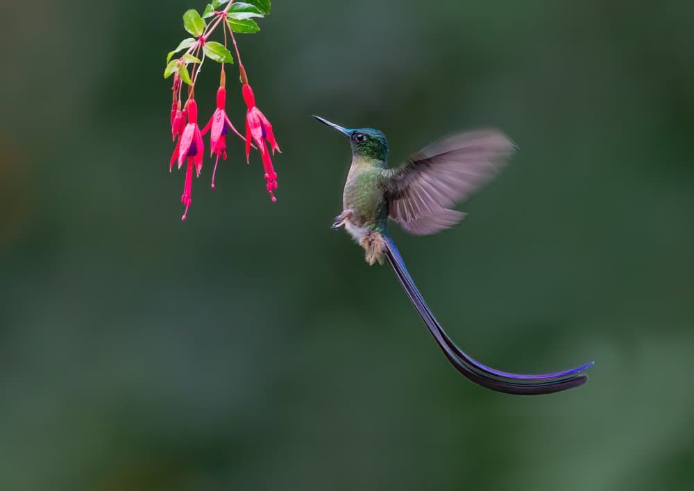 Hummingbird Fuchsia Flight by Jasmine Suo — canvas wall art