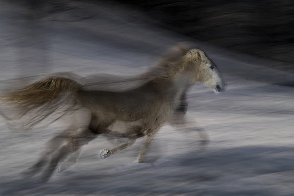 Wild Horse Running by Milan Malovrh — canvas wall art