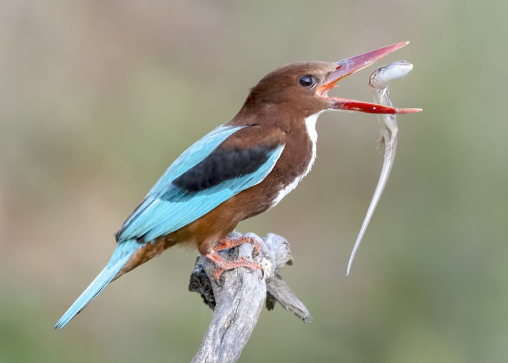 Kingfisher Catches Lizard by Eyal Amer — canvas wall art