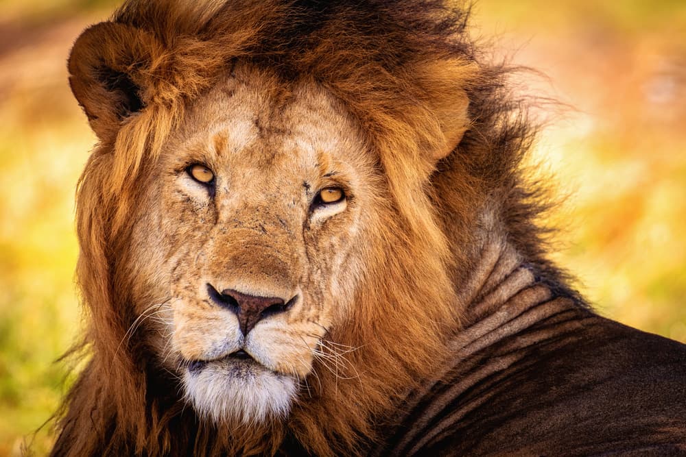 Majestic Lion Gaze by Mohammed Alnaser — canvas wall art