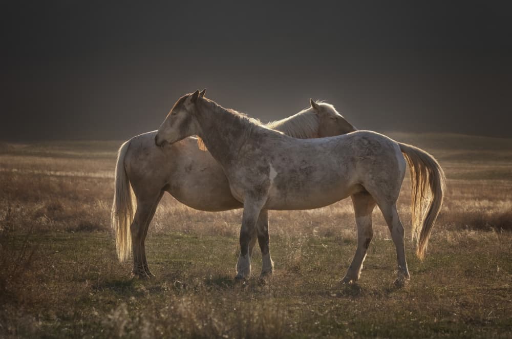 Golden Hour Horses by Yuan Su — canvas wall art