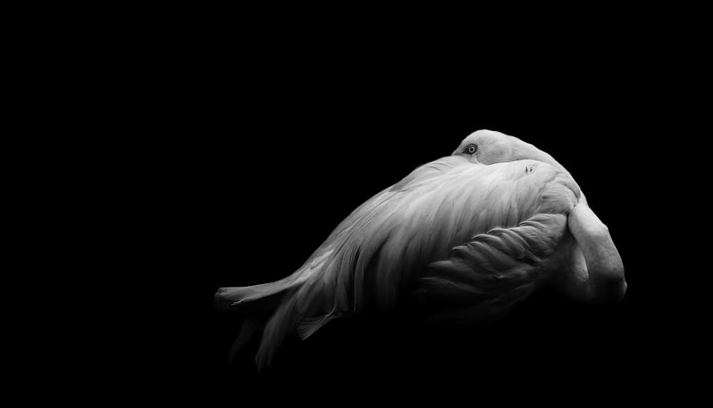 Sleeping White Flamingo by Andi Halil — canvas wall art