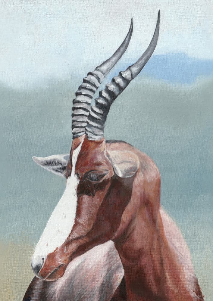 Peaceful Blesbok Gaze by Viccy Wanliss — canvas wall art