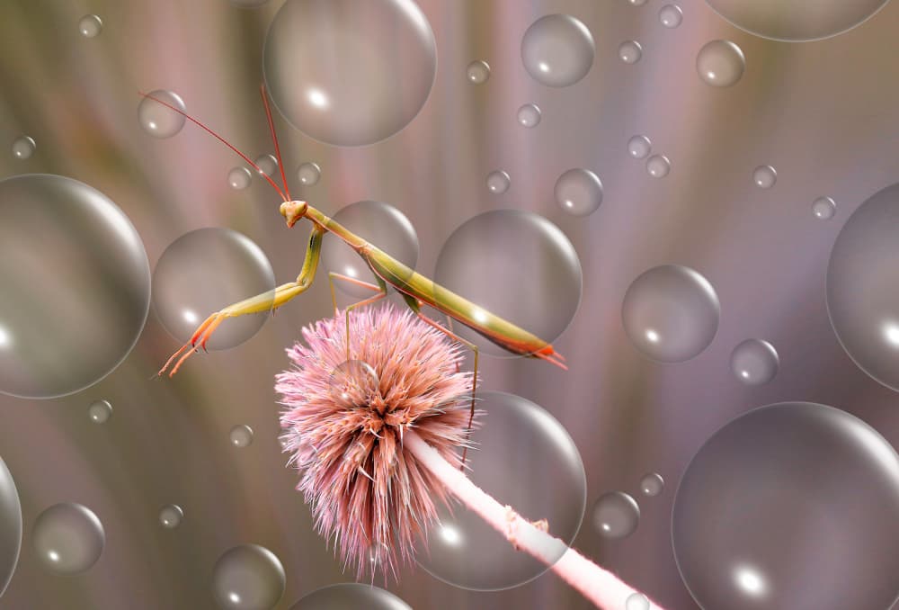 Praying Mantis Water Drops by Thierry Dufour — canvas wall art