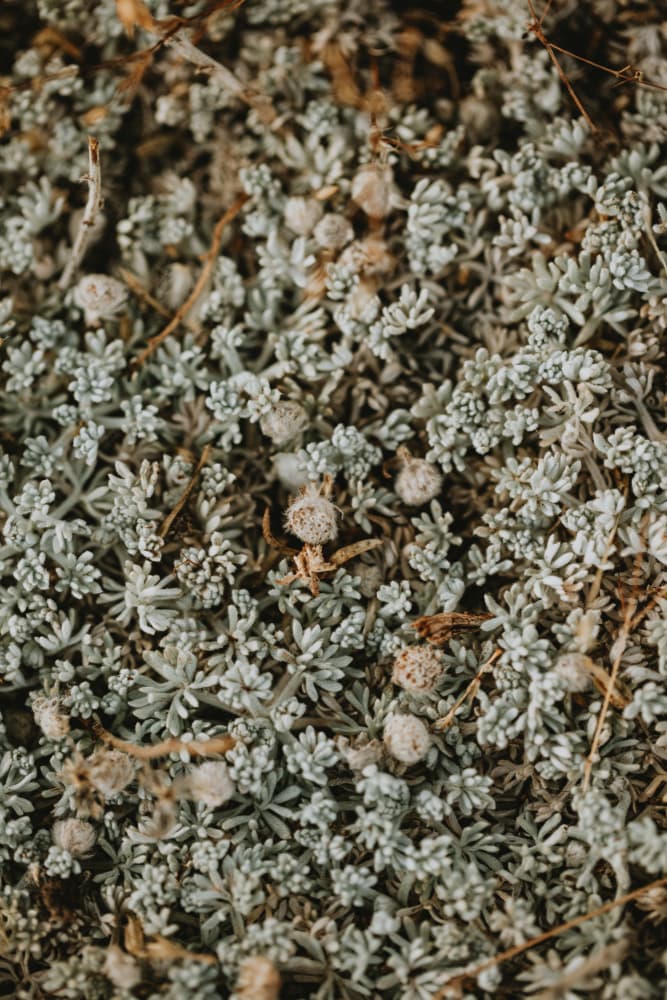 Soft Desert Flora by Javier Pardina — canvas wall art