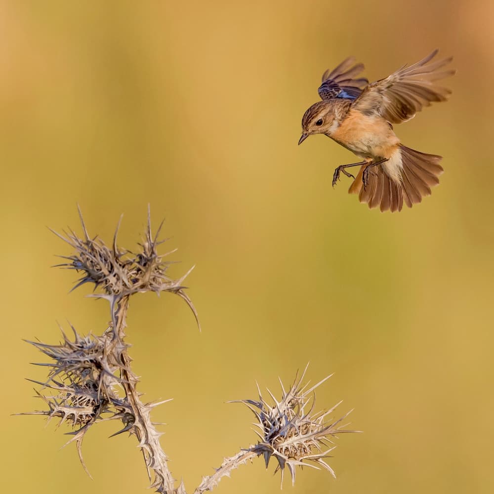 Whinchat by David Manusevich — canvas wall art
