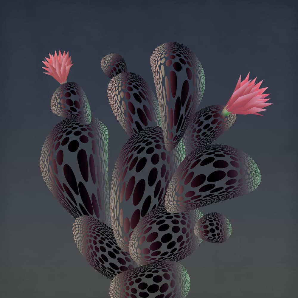Pink Cactus Blooms by Angelo Cerantola — canvas wall art