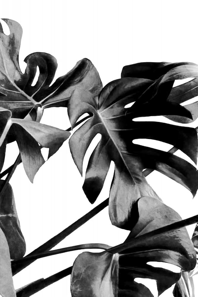 Black And White Monstera by amini54 — canvas wall art