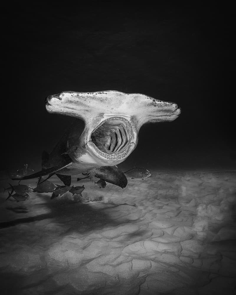 Hammerhead Jaws Underwater by Jennifer Lu — canvas wall art
