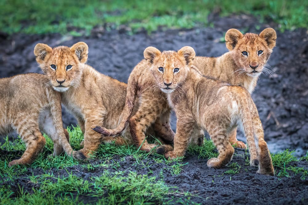 Four Curious Lion Cubs by Jeffrey C. Sink — canvas wall art
