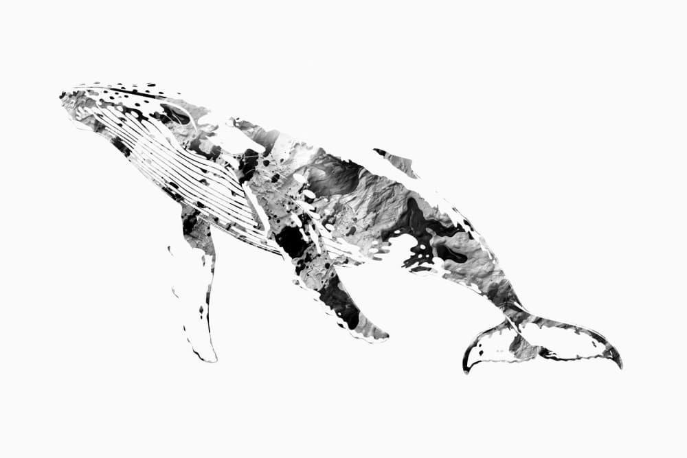Humpback Ink by Rafal Kulik — canvas wall art