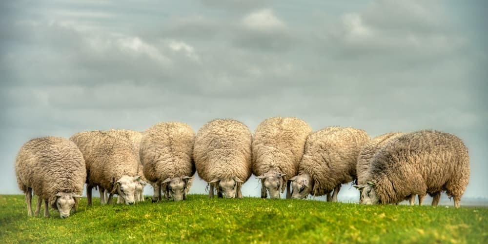 Grazing Sheep on Green Hill by Piet Haaksma — canvas wall art