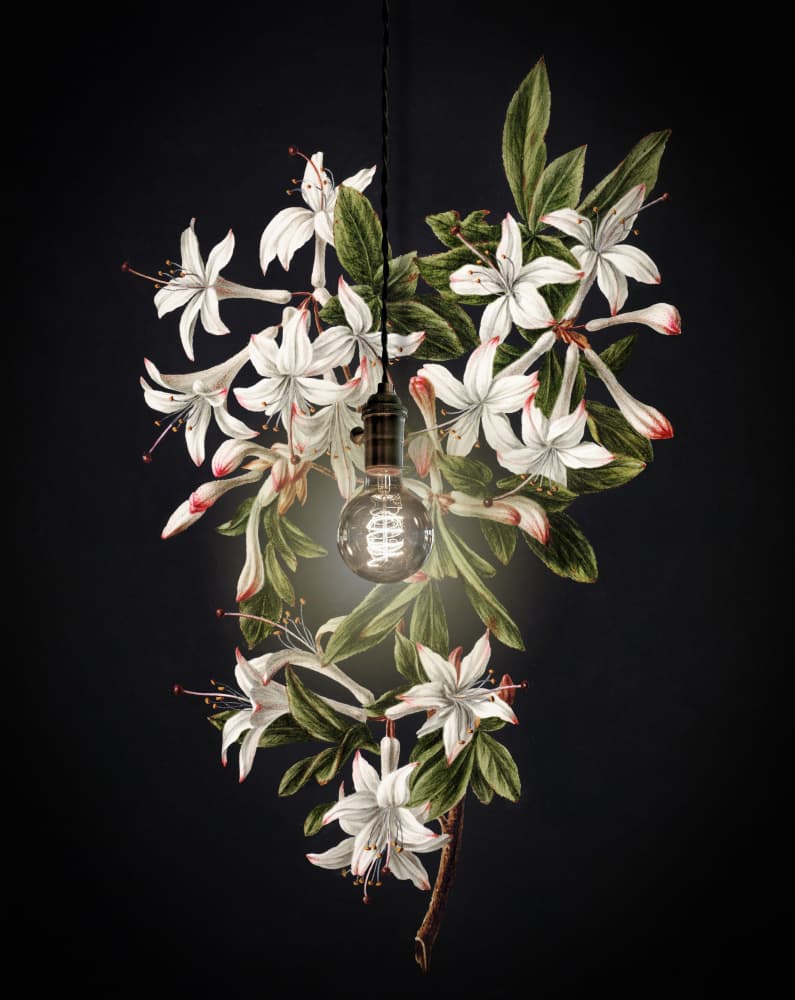 Glowing Botanical Bloom by Marja van den Hurk — canvas wall art