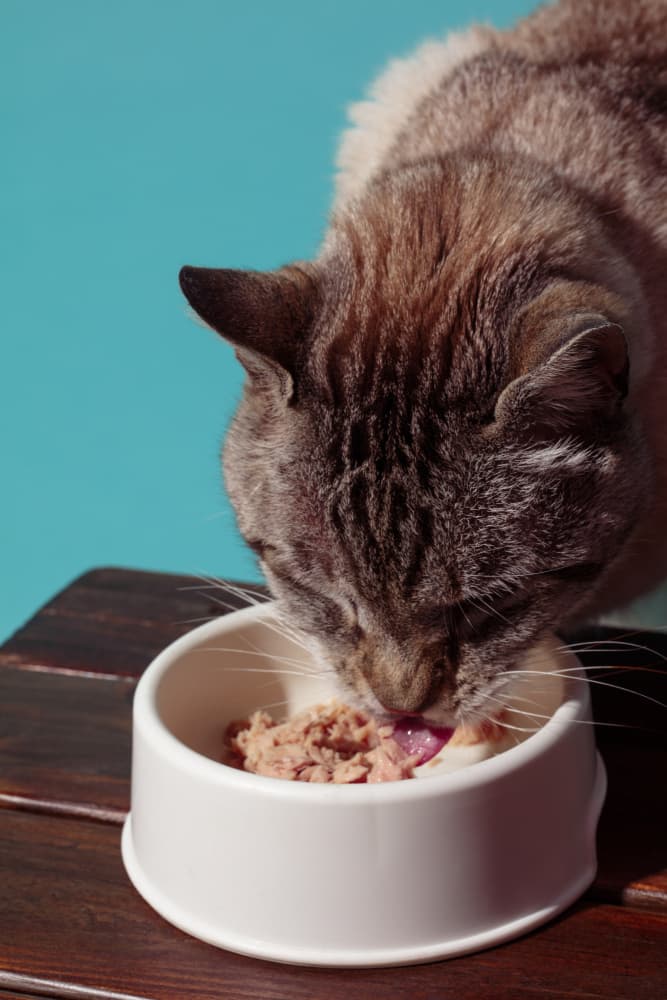 Cat's Mealtime Moment by Julia Ramiro — canvas wall art