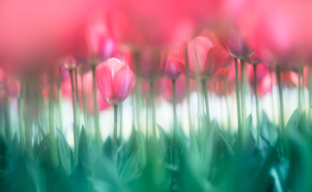 Dreamy Tulip Field by Takashi Suzuki — canvas wall art