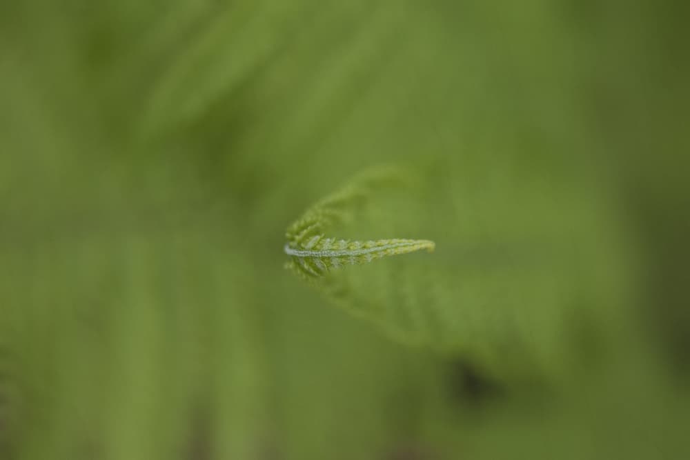 Fresh Fern Frond by Lynann Colligan — canvas wall art