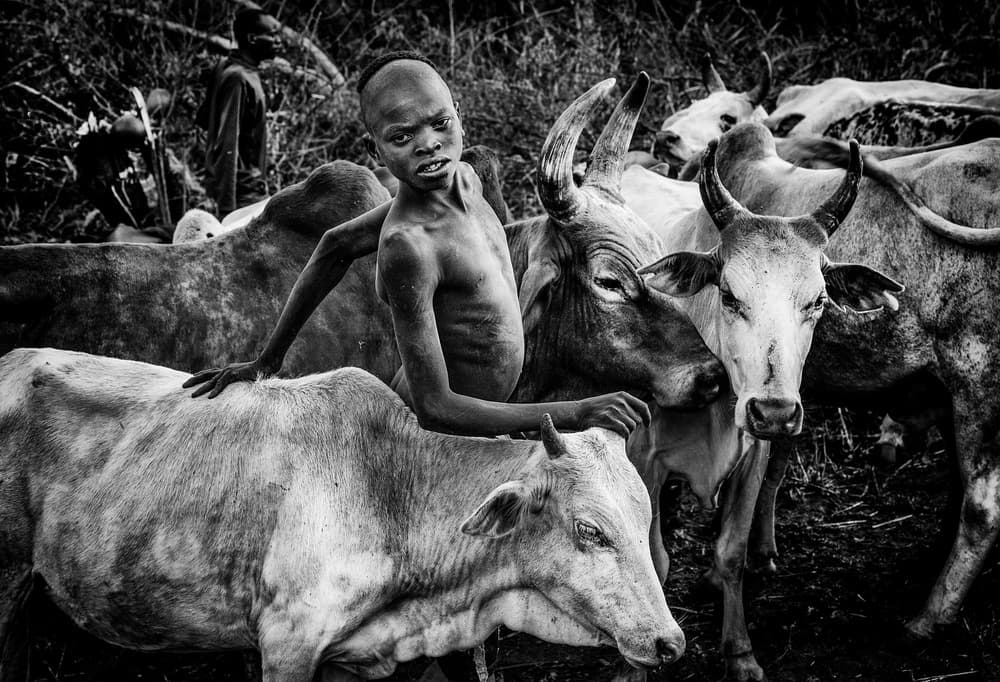 Young Herder and His Cattle by Joxe Inazio Kuesta Garmendia — canvas wall art