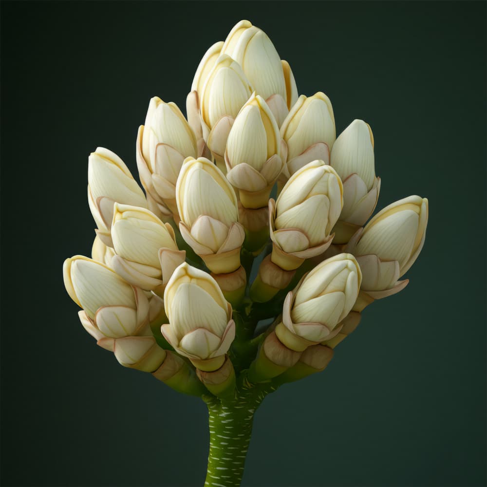Elegant White Buds by Bilge Paksoylu — canvas wall art