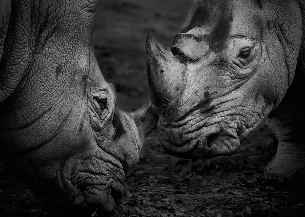 Powerful Rhino Bond by Kaisyakuji Yushi — canvas wall art