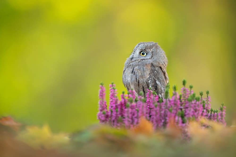 Little Owl In Heather by Milan Zygmunt — canvas wall art