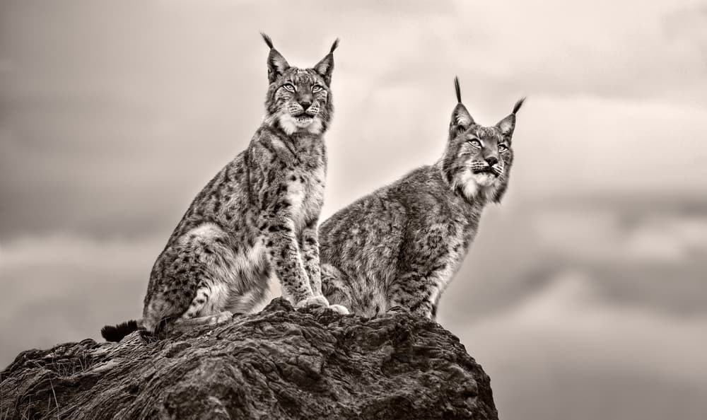 Majestic Lynx Duo by Xavier Ortega — canvas wall art
