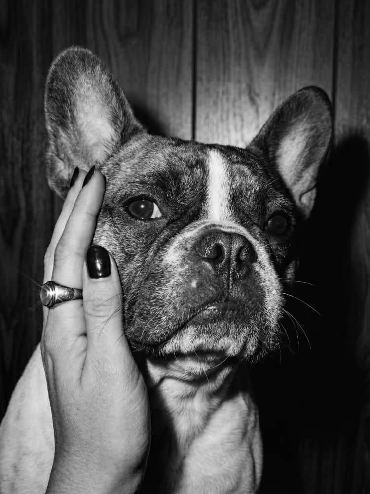 Beloved French Bulldog by Andreas Magnusson — canvas wall art