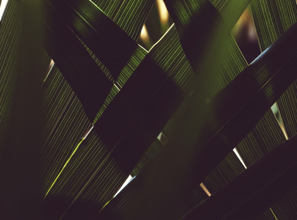 Woven Palm Leaves by Tim Mossholder — canvas wall art