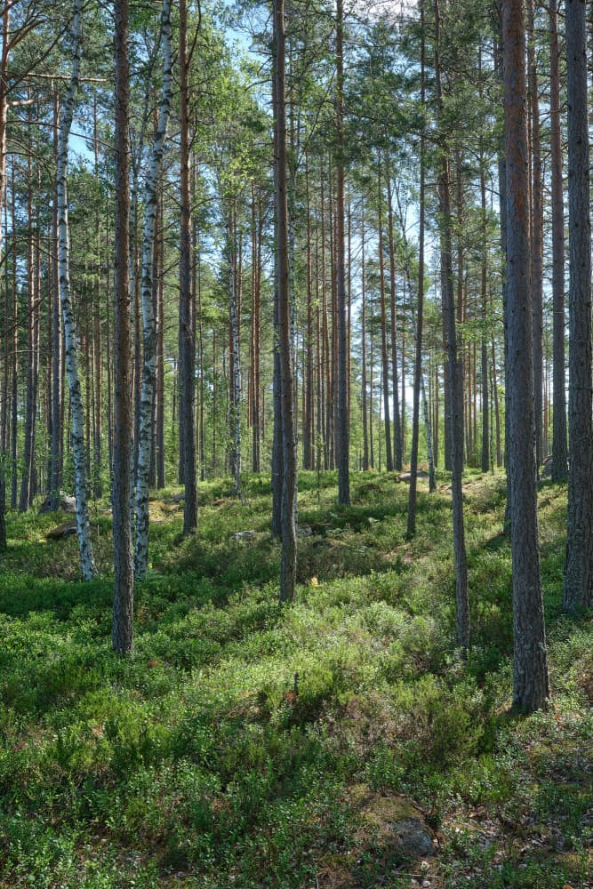 Dappled Forest Light by Geertjan Plooijer — canvas wall art