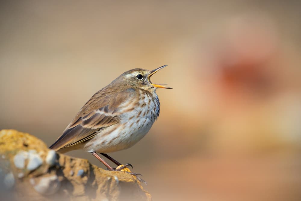 Singing Pipit Bird by TONY GORAN — canvas wall art