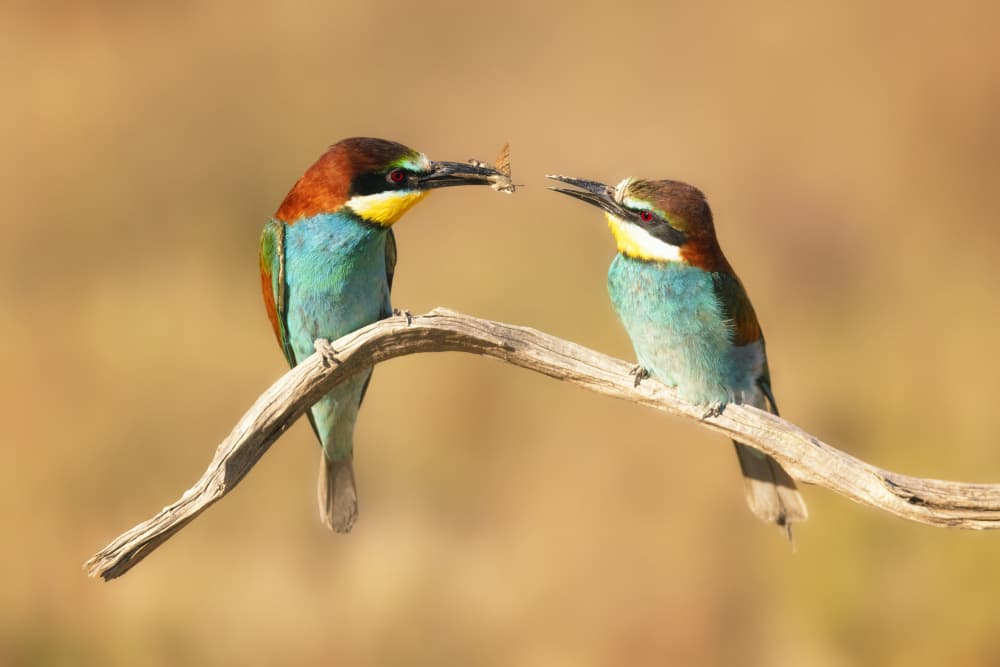 Bee-eaters Share a Meal by Rodrigo Núñez Buj — canvas wall art