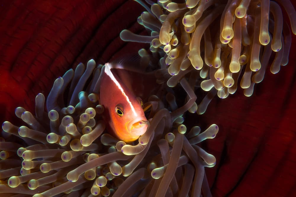 Peeking Pink Clownfish by Barathieu Gabriel — canvas wall art