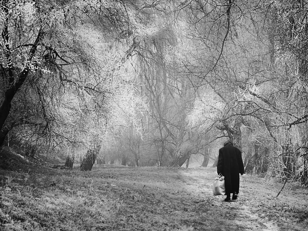 Solitary Winter Path by Nicoleta Gabor — canvas wall art