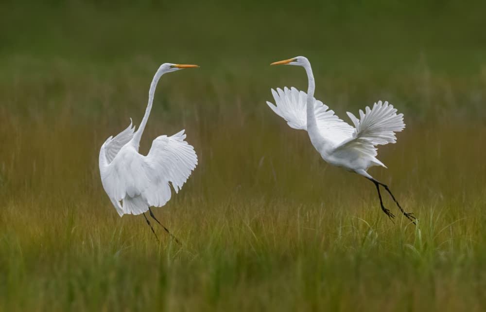 Egrets Taking Flight by Xiaobing Tian — canvas wall art