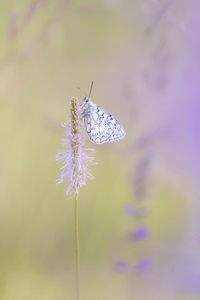 Lavender Meadow Butterfly by Benjamine Hullot Scalvenzi — canvas wall art