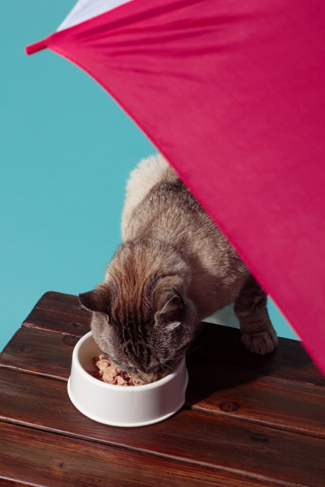 Kitty Under Umbrella by Julia Ramiro — canvas wall art