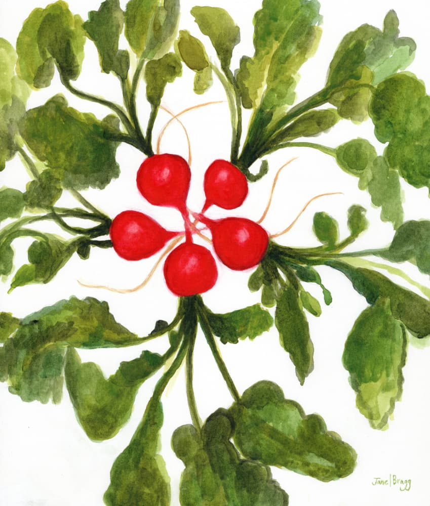 Vibrant Red Radishes by Janel Bragg — canvas wall art