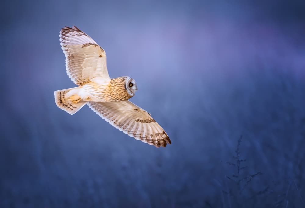 Majestic Owl Flight by Tao Huang — canvas wall art