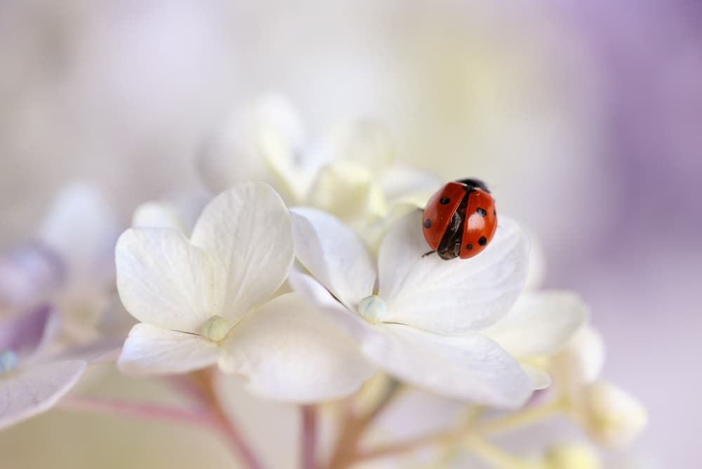 Gentle Ladybug Bloom by Ellen van Deelen — canvas wall art