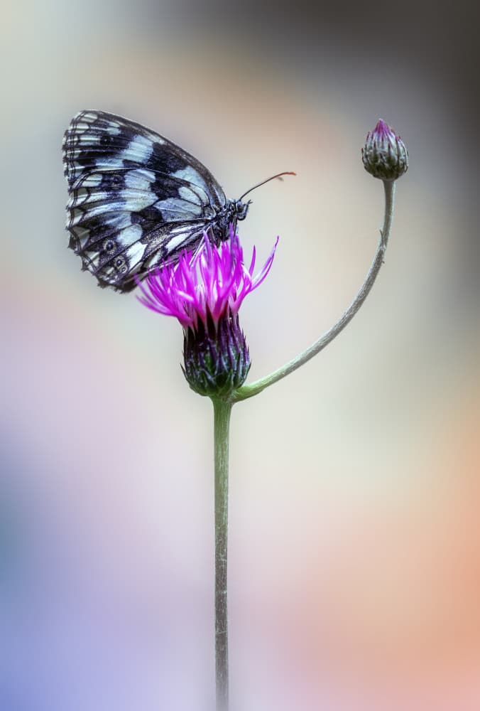 Butterfly on Purple Thistle by Fabrizio Daminelli — canvas wall art