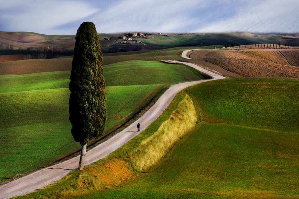 Lone Tree Rolling Hills by Luciano Caturegli — canvas wall art