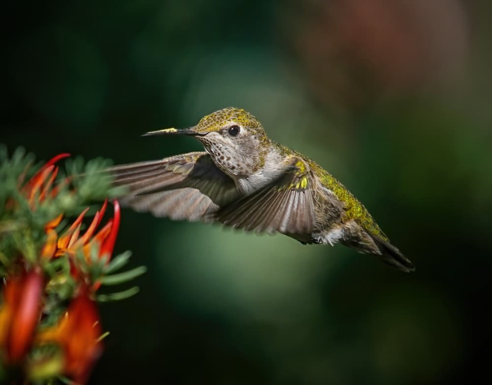 Vibrant Hummingbird Flight by Xiaojian Huang — canvas wall art