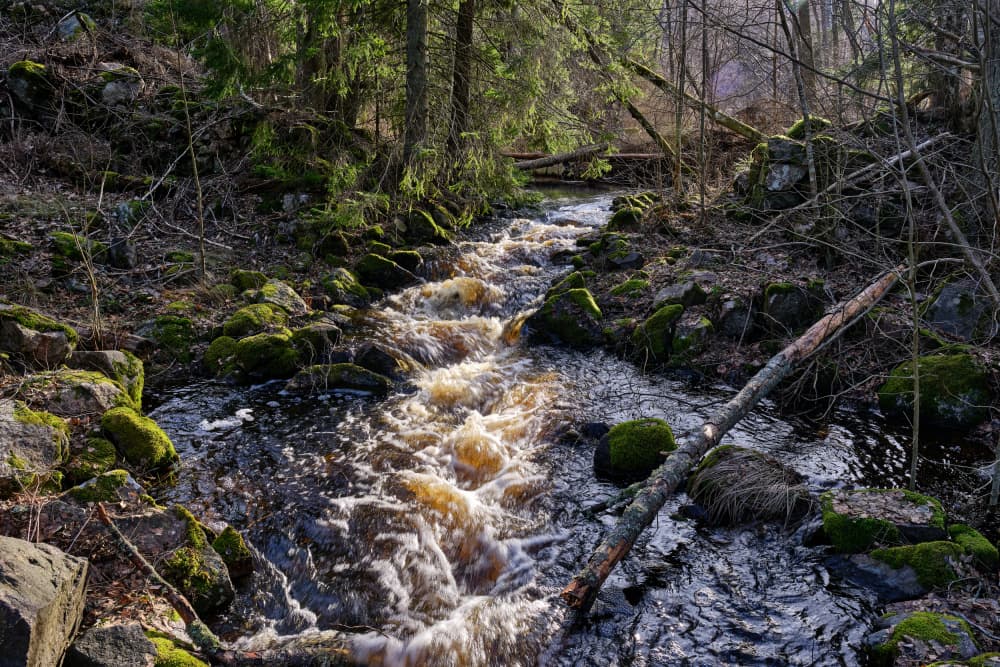 Sunlit Forest Stream by Geertjan Plooijer — canvas wall art