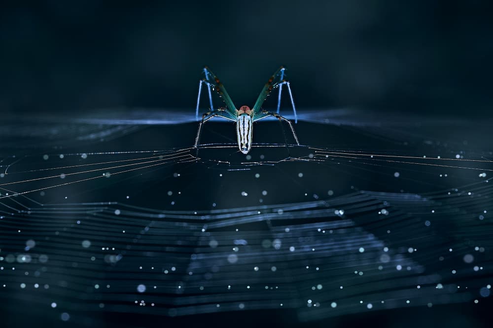 Ethereal Web Spider by MingLun Tsai (蔡明倫) — canvas wall art